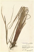 藏品(薹屬)的圖片